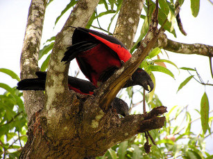 Картинка животные попугаи