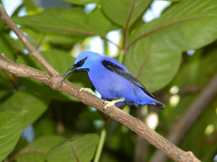 Картинка животные птицы