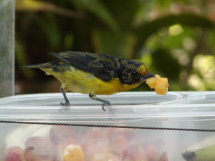 Картинка животные птицы