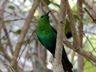 Картинка животные птицы