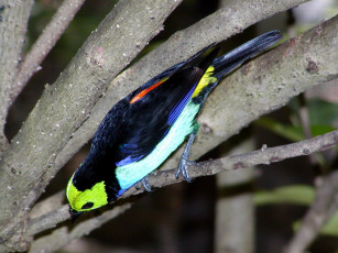 Картинка животные птицы