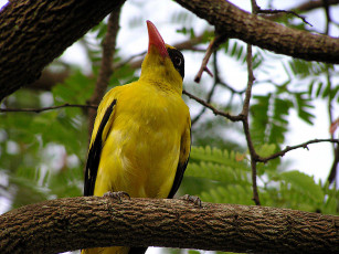 Картинка животные птицы