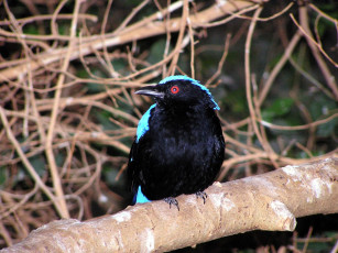 Картинка животные птицы