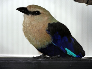 Картинка животные птицы