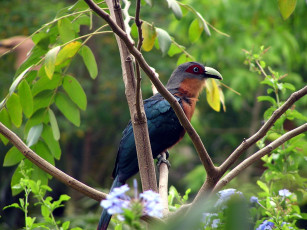 Картинка животные птицы