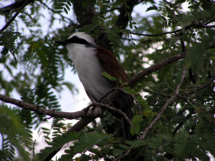 Картинка животные птицы