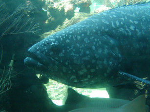 Картинка животные рыбы