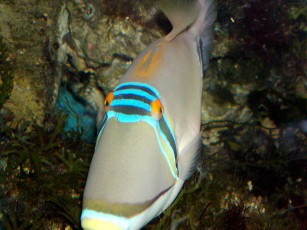 Картинка животные рыбы