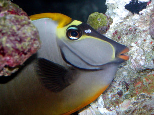 Картинка животные рыбы