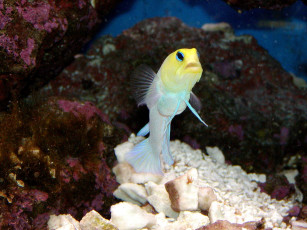 Картинка животные рыбы