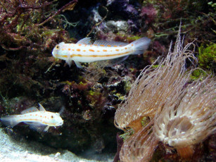 Картинка животные рыбы