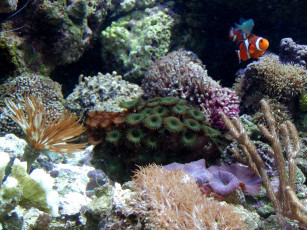 Картинка животные рыбы