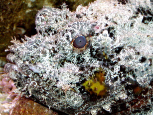 Картинка животные рыбы