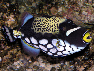 Картинка животные рыбы