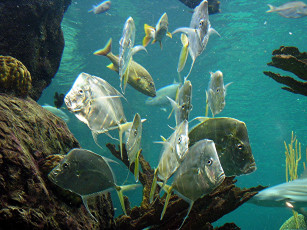 Картинка животные рыбы