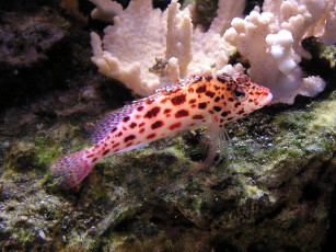 Картинка животные рыбы