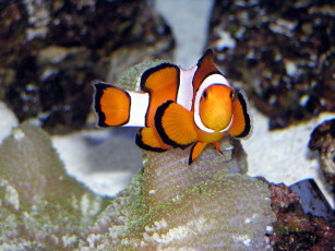 Картинка животные рыбы