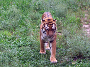 Картинка животные тигры