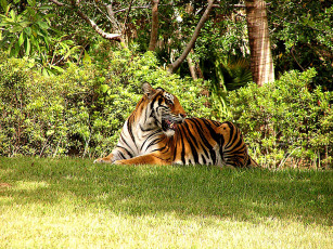 обоя животные, тигры