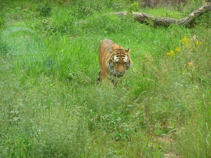 Картинка животные тигры