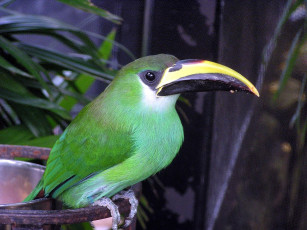 Картинка животные туканы