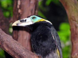 Картинка животные туканы