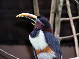 Картинка животные туканы