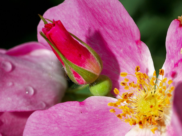 Обои картинки фото цветы, розы