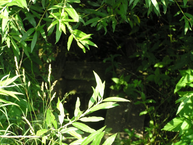 Обои картинки фото колодец, природа