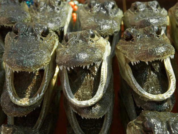 Обои картинки фото разное