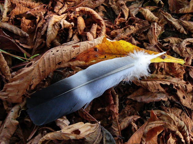 Обои картинки фото разное