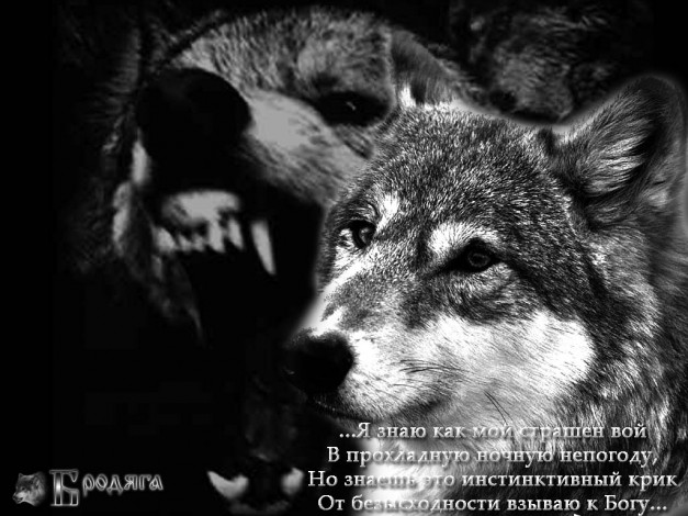 Обои картинки фото разное