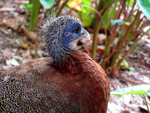 Обои картинки фото животные, глухари, тетерева, фазаны