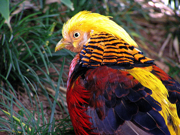 Обои картинки фото животные, глухари, тетерева, фазаны