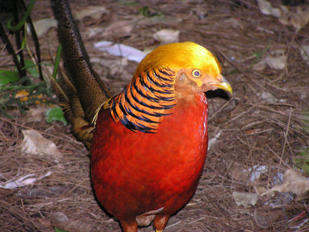 Обои картинки фото животные, глухари, тетерева, фазаны