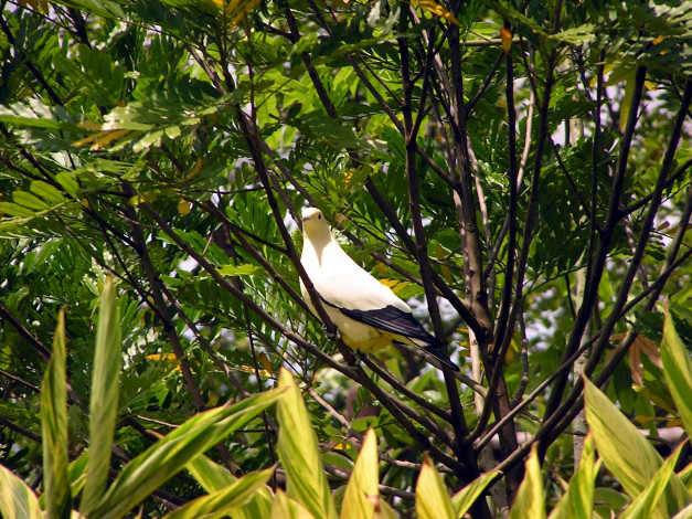 Обои картинки фото животные, голуби