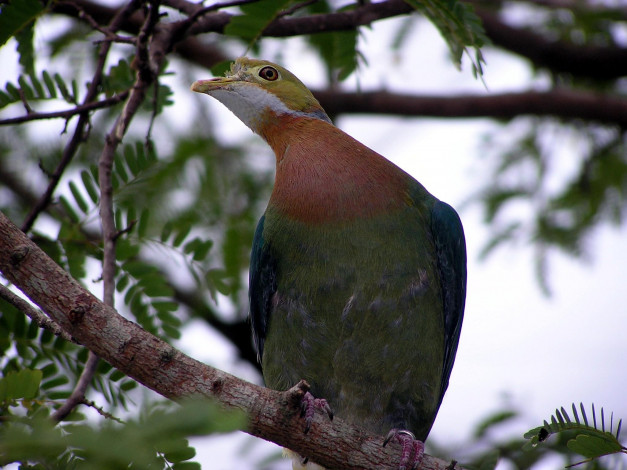 Обои картинки фото животные, голуби