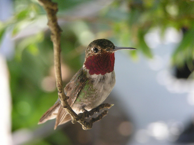 Обои картинки фото животные, колибри
