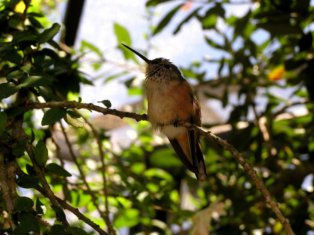 Обои картинки фото животные, колибри