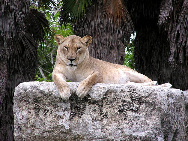 Обои картинки фото животные, львы