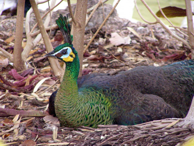 Обои картинки фото животные, павлины