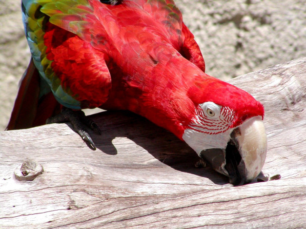 Обои картинки фото животные, попугаи