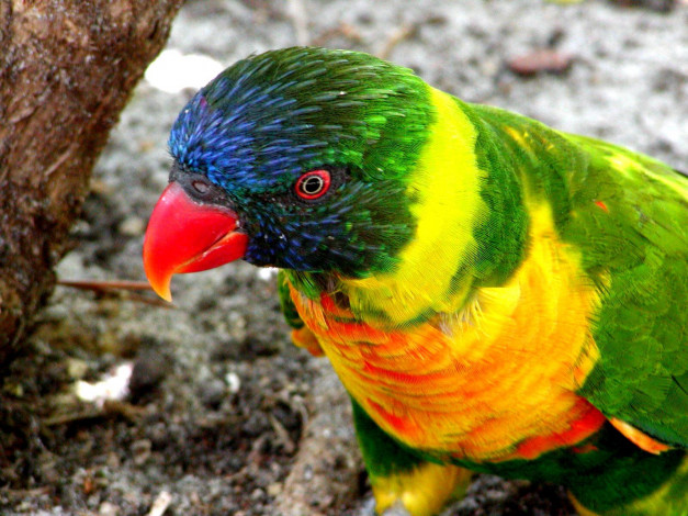 Обои картинки фото животные, попугаи