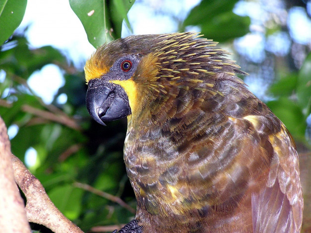 Обои картинки фото животные, попугаи