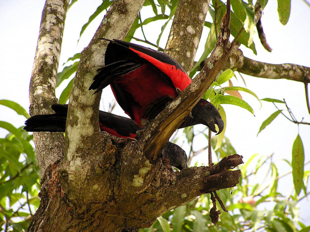 Обои картинки фото животные, попугаи