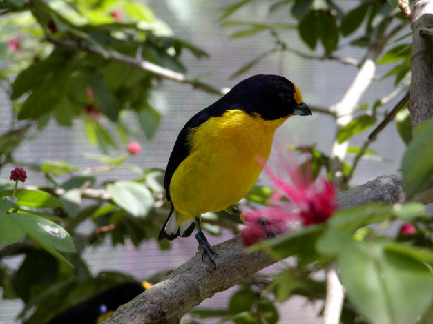 Обои картинки фото животные, птицы