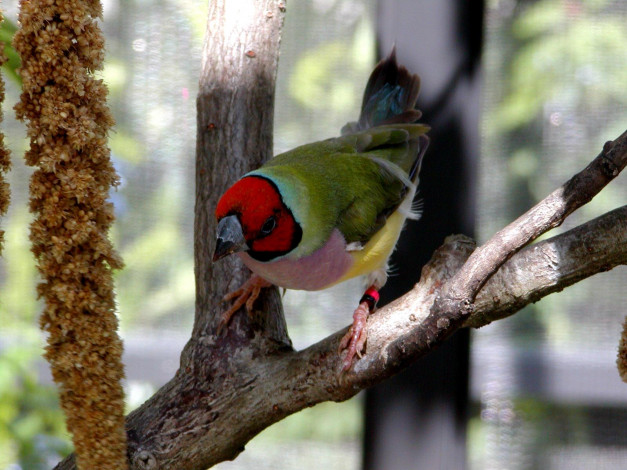 Обои картинки фото животные, птицы