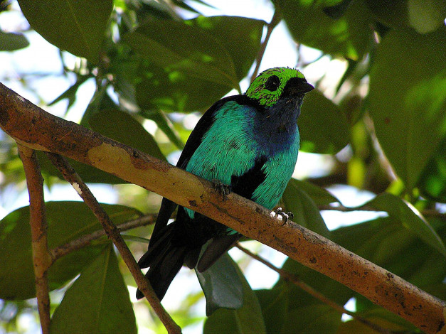 Обои картинки фото животные, птицы