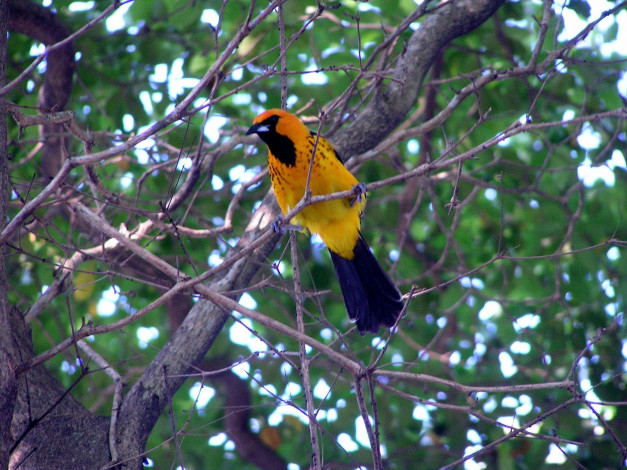 Обои картинки фото животные, птицы