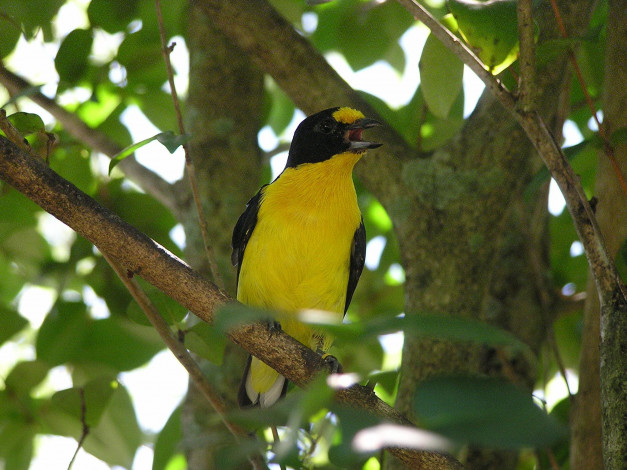 Обои картинки фото животные, птицы